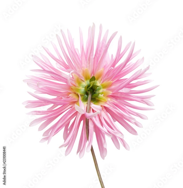 Obraz dahlia
