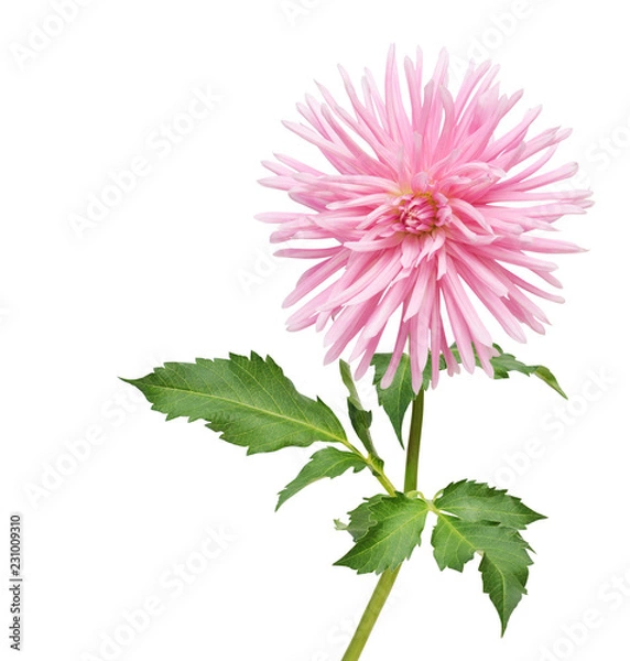 Obraz dahlia