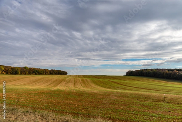 Fototapeta Sillons d'un champ à l'orée d'une forêt en automne