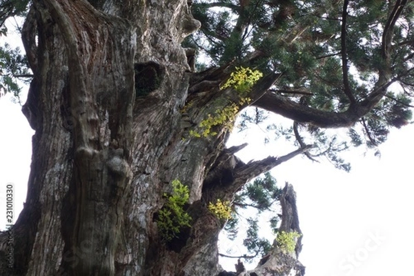 Obraz 玉置神社の神代杉