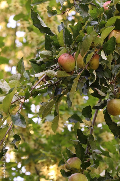 Fototapeta Apfelbaum