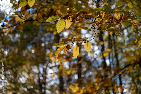 Obraz herbstliche Blätter