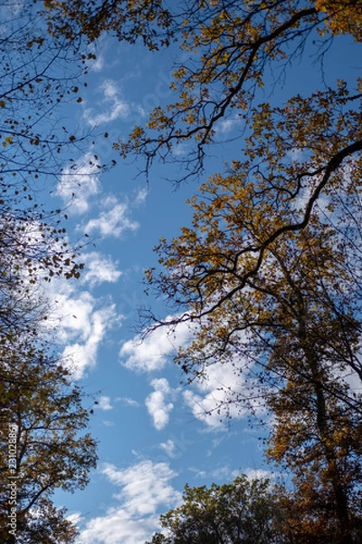Obraz Bäume im Herbst