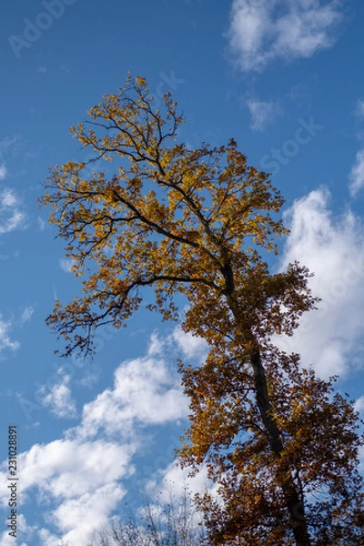 Obraz Bäume im Herbst