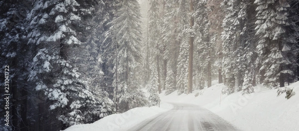 Fototapeta Snowy Road Lined by Enormous Giant Sequoia Trees in California