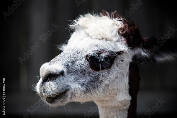 Obraz Silly llama posing 