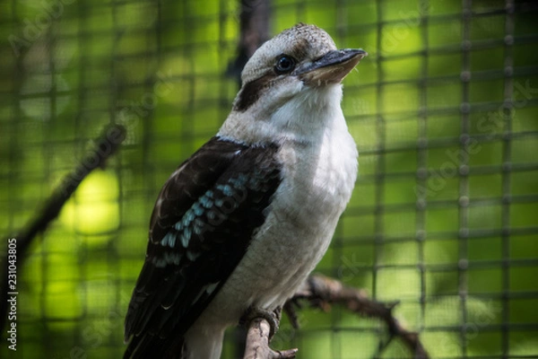 Obraz A bird preening for the shot. 