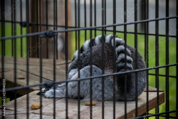 Fototapeta Sleeping lemur at the zoo