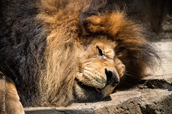 Fototapeta Sleeping lion at the zoo
