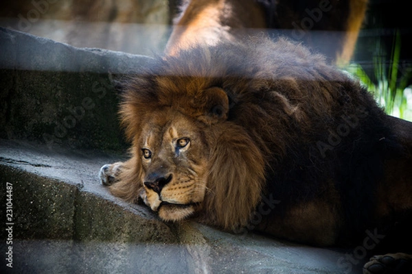 Fototapeta Thoughtful lion