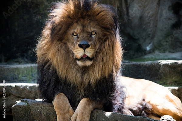 Obraz Lion posing at the zoo. 