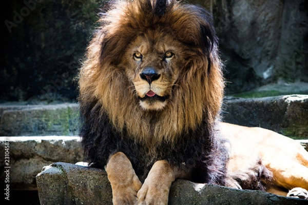 Obraz Lion posing at the zoo. 