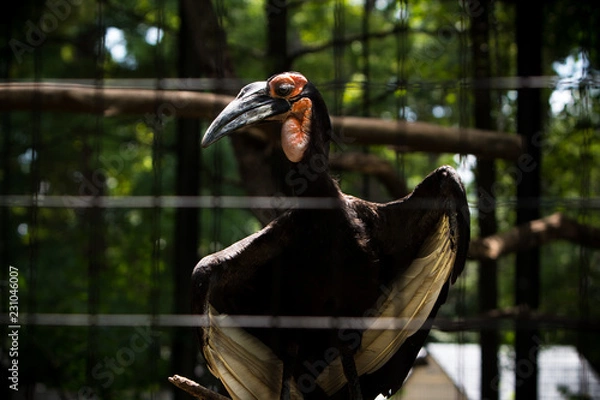 Fototapeta Vulture preparing for flight