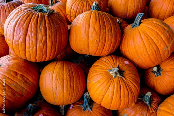 Fototapeta Pumpkin pile