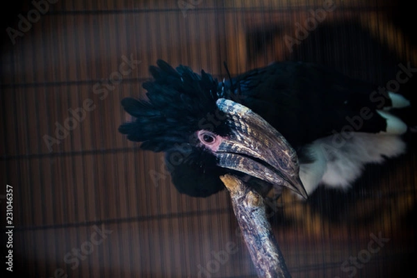 Fototapeta A large tucan is curious. 