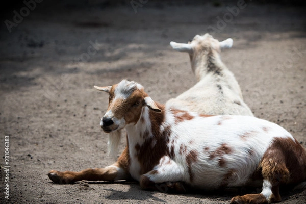 Fototapeta Goats resting 