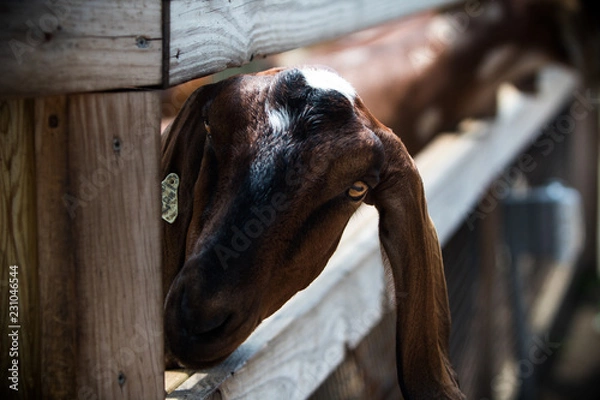 Fototapeta A goat says hello 