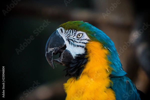 Fototapeta Blue yellow and green bird posing. 