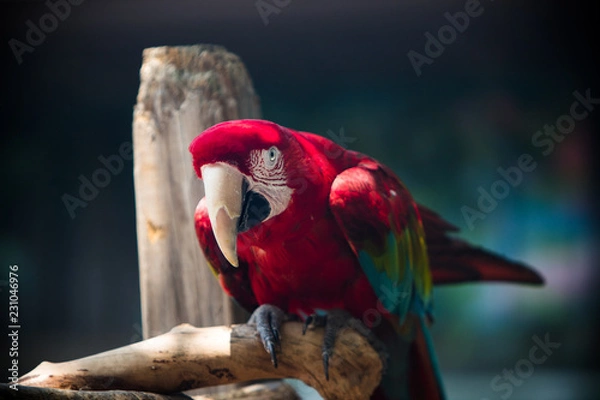 Fototapeta Red parrot nodding 