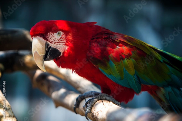 Fototapeta Parrot posing 