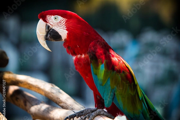 Fototapeta Parrot posing 