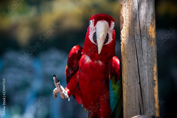 Fototapeta Parrot posing 