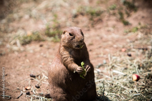 Obraz Silly prairie dog looking for a snack. 