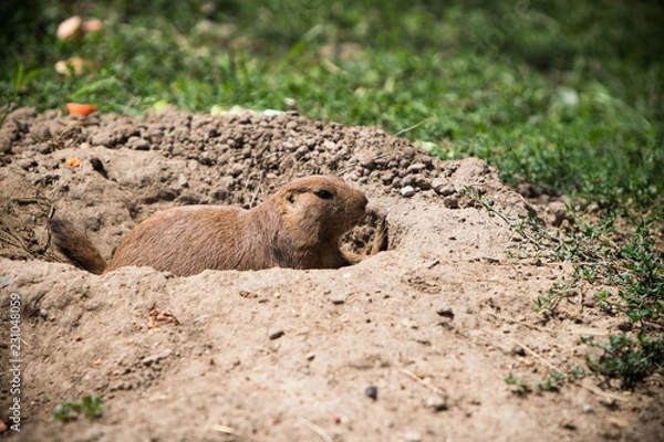 Obraz Silly prairie dog looking for a snack. 