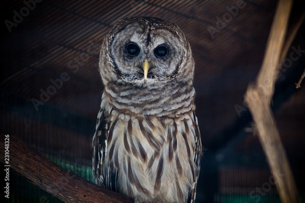 Fototapeta Owl posing 
