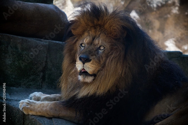 Fototapeta lion closeup