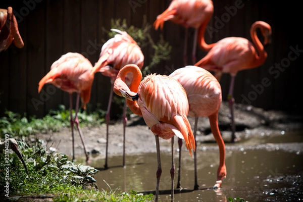 Fototapeta Flamingos in the sunshine