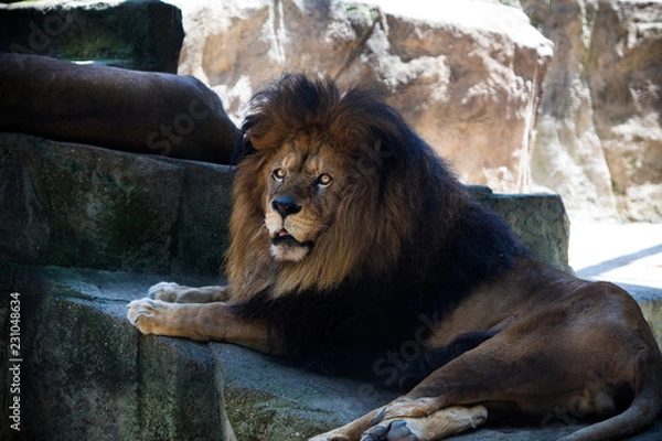 Obraz Lion watches out 