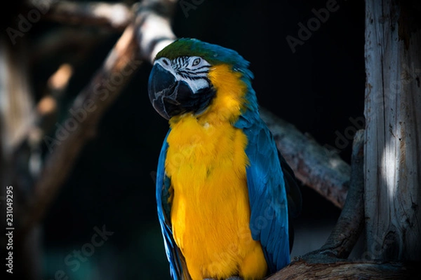 Fototapeta Sleep snow leopard