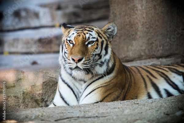 Fototapeta Tiger posing at the zoo. 