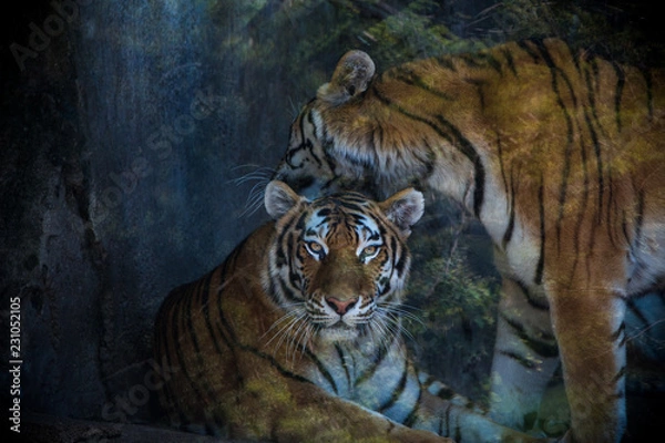 Fototapeta Tiger closeup 