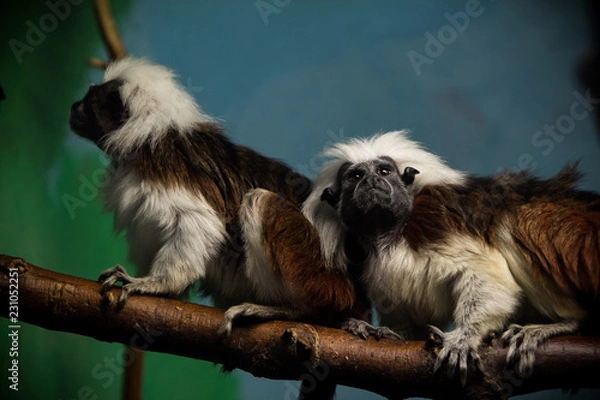 Fototapeta Cotton top tamarin monkeys posing. 