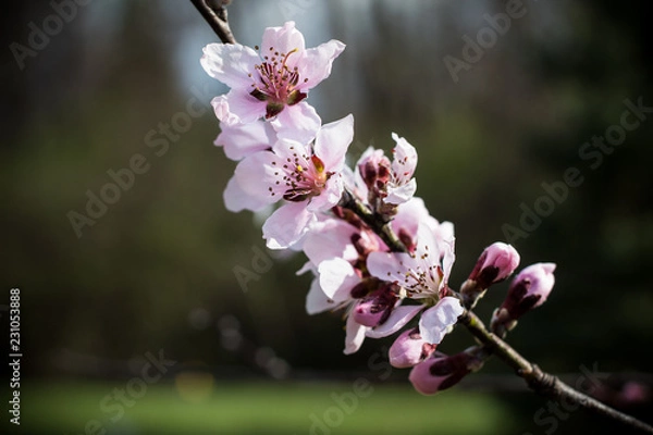 Obraz Blooms in April 