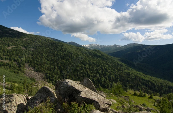 Obraz mountains and forest