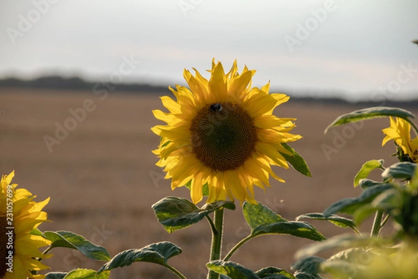Fototapeta Sonnenblume