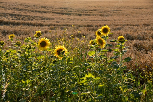 Fototapeta Sonnenblume