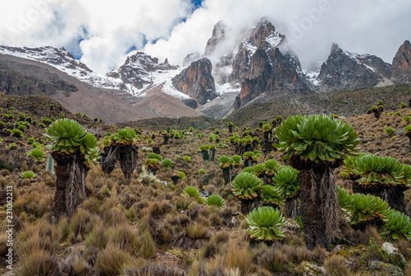 Fototapeta Giant Groundsels with Mount Kenya in the clouds