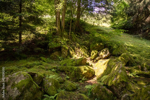 Fototapeta Parklandschaft 