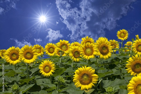 Obraz ヒマワリと雲と太陽