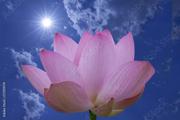 Obraz 太陽とハスの花