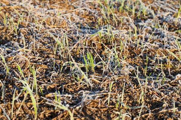 Fototapeta green wheat in a frost