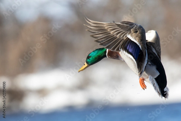 Obraz mallard flying winter