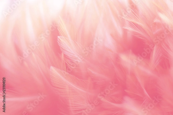 Fototapeta Blur Bird chickens feather texture for background, Fantasy, Abstract, soft color of art design.