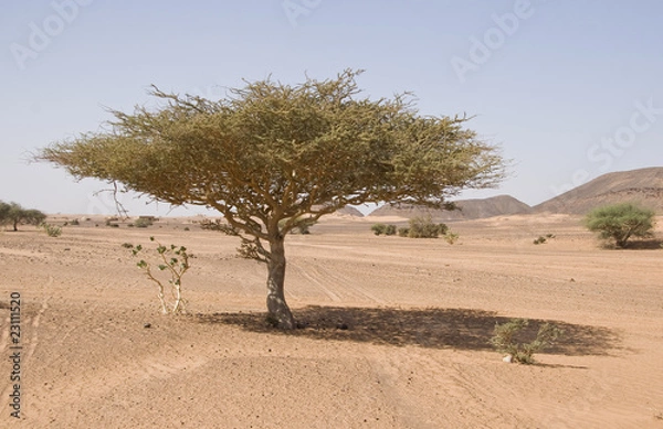 Fototapeta Tree in the desert