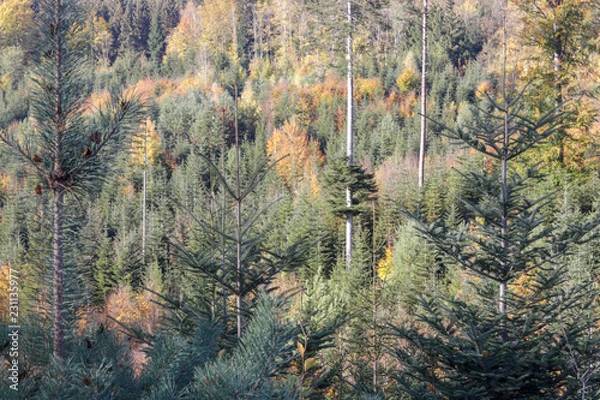 Fototapeta Wald im Herbst