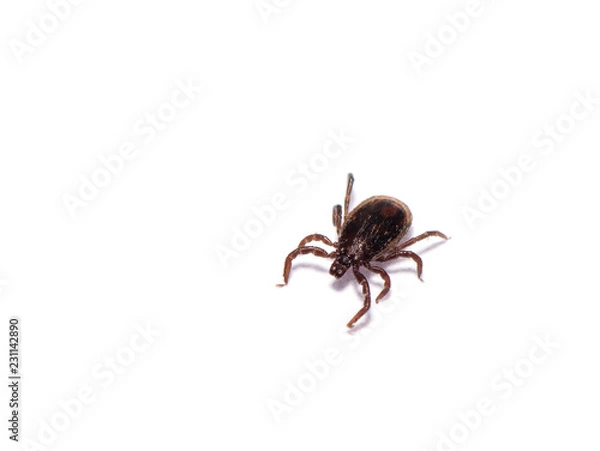 Obraz Disease-carrier ticks isolated on white